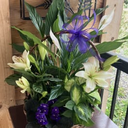 Basket of mixed green plants with white lilies and purple flowers, topped with a purple ribbon bow.