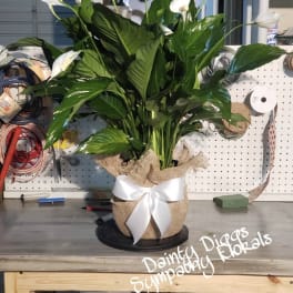 Potted peace lily arrangement with white blooms and a burlap bow