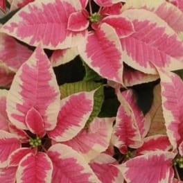 Close-up of pink and cream variegated poinsettia bracts