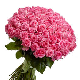 Large bouquet of pink roses with a ribbon-tied stem wrap