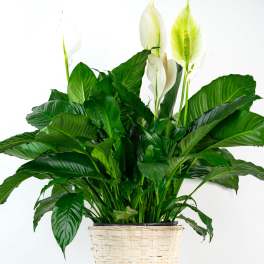 Peace Lily Plant (10" Pot)