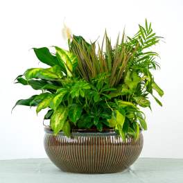 Assorted green houseplants in a wide brown ceramic bowl planter