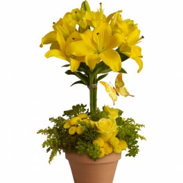 Yellow lily topiary with roses and button mums in a terracotta pot with a decorative butterfly pick.