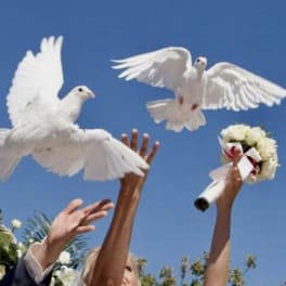 Release Dove Release Ceremony