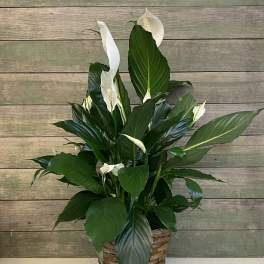 Potted peace lily arrangement in a woven basket