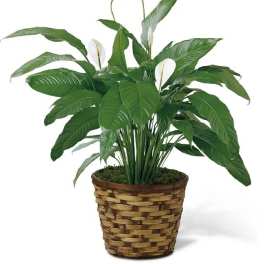 Spathiphyllum Peace Lily