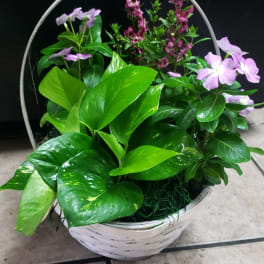 White basket of pink flowers and glossy green foliage