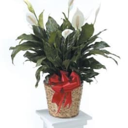 Medium Spathiphyllum / Peace Lily Plant