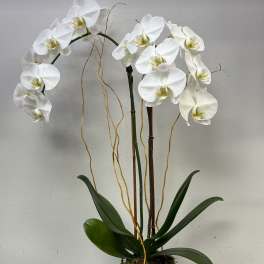 White orchid plant in a square glass vase with moss