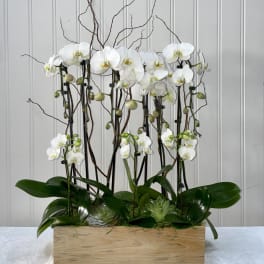White orchids arranged in a wooden box with curly branches