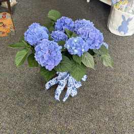 6" Blue Hydrangea - Potted Blooming Plant