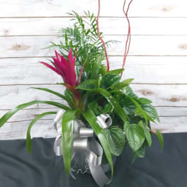 Tropical plant arrangement with a pink bromeliad in a silver pot