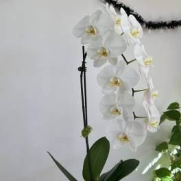 White orchid stems in a tall wooden vase with green leaves
