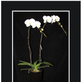 White orchid plant in a black pot