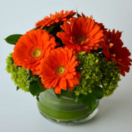 Compact arrangement of orange gerbera daisies and green hydrangeas in a leaf-lined glass vase.