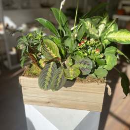 Mixed potted plants in a wooden planter with white blooms