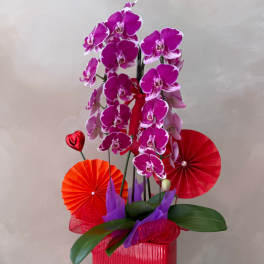 Pink orchid arrangement in a red container with decorative paper fans