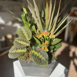 Potted plant arrangement with striped leaves and small orange flowers