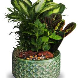 Dish Garden Ceramic Planter Med1 (DB)