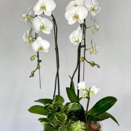 White orchids arranged in a gray rectangular planter with succulents.