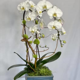 White orchid arrangement in a blue square vase with moss accents