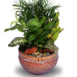 Dish Garden Ceramic Planter Sm (DB)