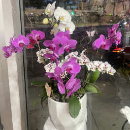 Potted orchids in white and magenta in a white ceramic planter