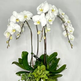 White orchids arranged in a gray rectangular planter with green foliage