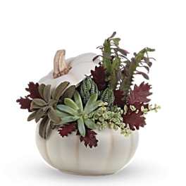 Succulent arrangement in a white pumpkin-shaped container