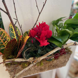 Rustic rectangular planter with red flowering plant, croton, and trailing green houseplant.