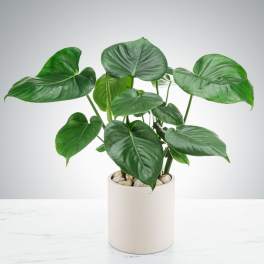 Potted green houseplant with large heart-shaped leaves in a white ceramic pot with stones.