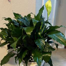 Elegant Green Peace LILY plant