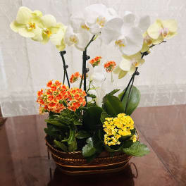 Lovely Fall Orchids