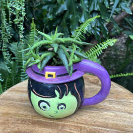 Succulent in a purple Halloween mug with a witch face design