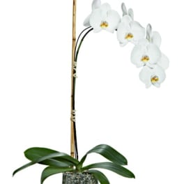 Tall white phalaenopsis orchid plant in a clear glass vase with stones