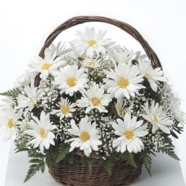Basket of Daisies