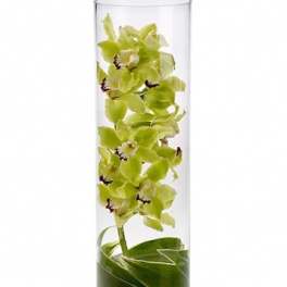 Green orchid stems in a tall clear glass vase