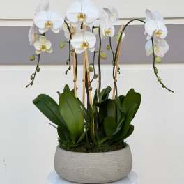 White orchid plant in a gray pot