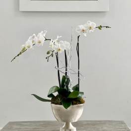 White orchid plant in a silver pedestal planter on a wooden table