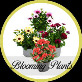 Three potted flowering plants with daisy-like blooms and red clusters
