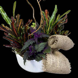 Croton and purple foliage in a white planter with burlap bow