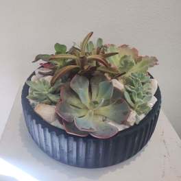 Succulent Garden