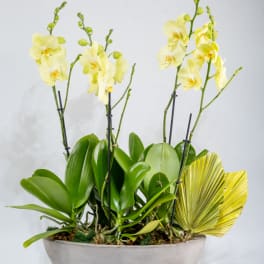 Yellow orchids in a gray bowl planter with broad green leaves