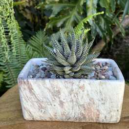 Potted succulent in a rectangular stone planter with pebbles