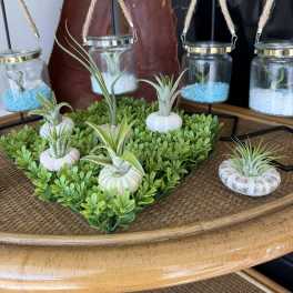 Small air plants in decorative white shells on a green tray with hanging jars.