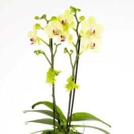 Yellow Phalaenopsis Orchid plant (DL)