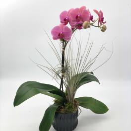 Phalaenopsis Orchid3 (DL)