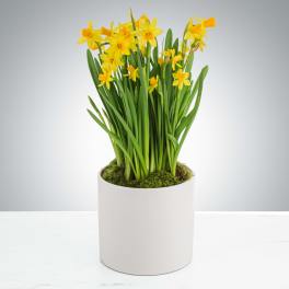 Potted yellow daffodil plant in a white ceramic container
