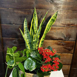 Mixed houseplant and red flowering plant garden in a woven basket