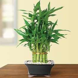 Lucky Bamboo Planter (DL)